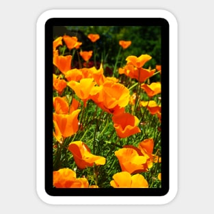 California Poppies Photograph Sticker